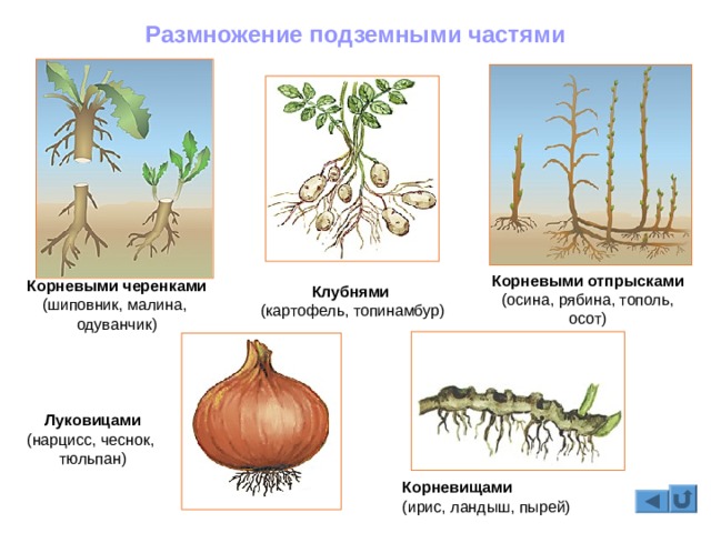 Работоспособность сайта кракен